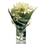 Crystal Fresia